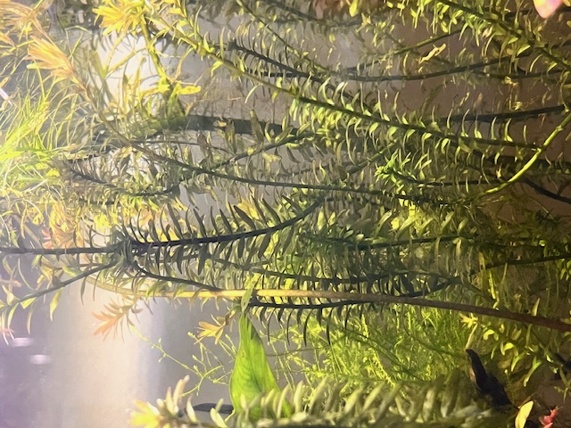 Blue Beta in planted Tank